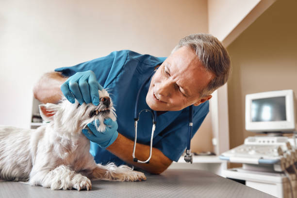 Best Emergency Denture Repair in Garden City, SC